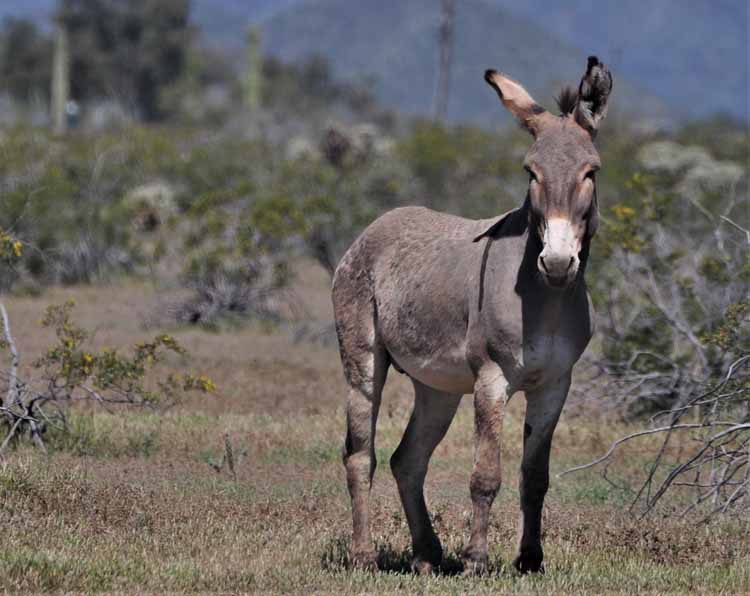 donkeys